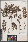 Foto von Salix aurita L. x Salix repens L.